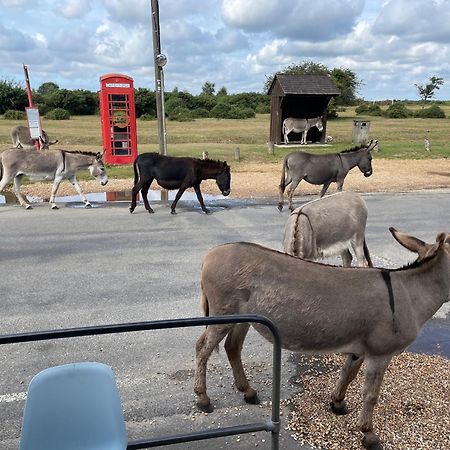 בוליו New Forest View מראה חיצוני תמונה