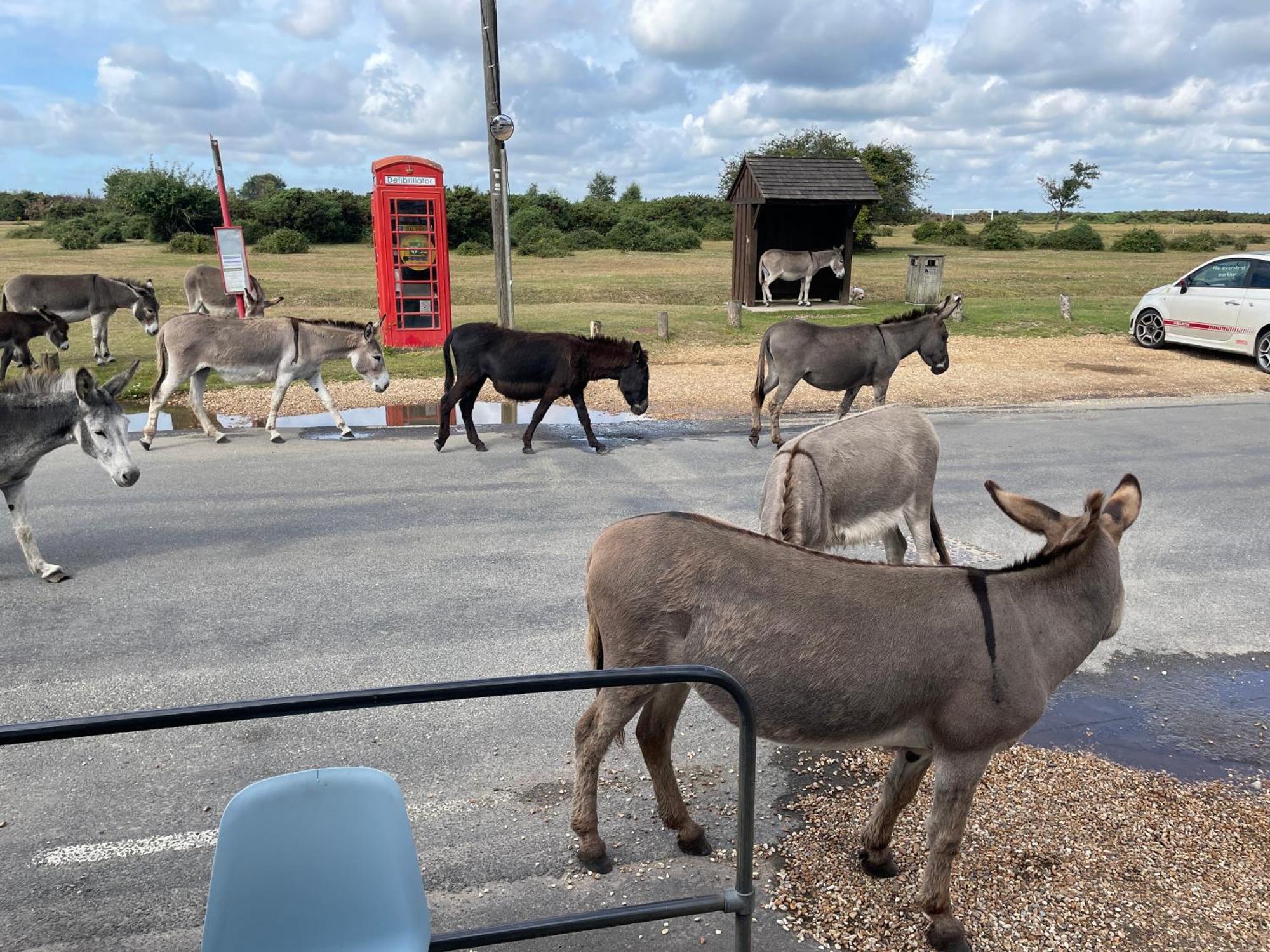 בוליו New Forest View מראה חיצוני תמונה